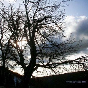 MOUNTAIN TREE ~ 8" X 10" photo